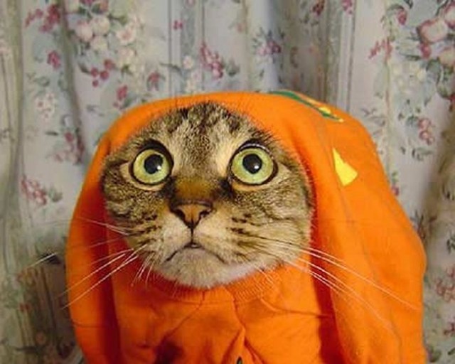 Прикольные коты на среду! ОЧЕНЬ МНОГО!