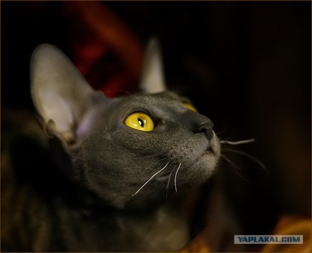 Ура, котовторник! (01.07.2008)