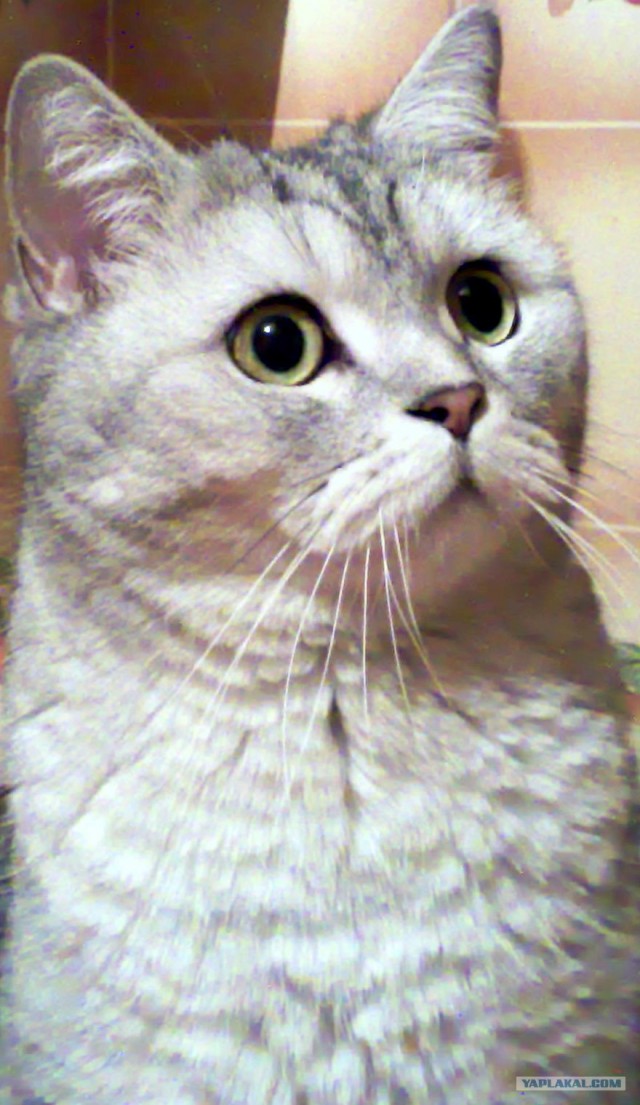 Котовторник  на  ЯПлакалъ