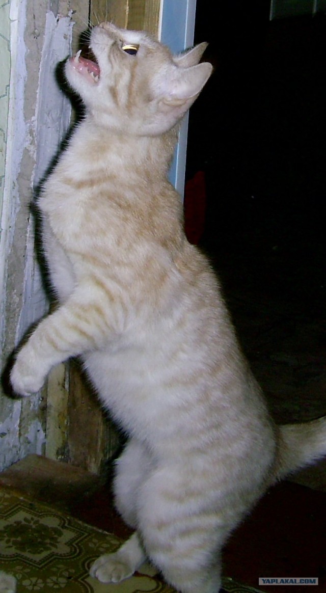 Котовторник ужасов (36 фот)
