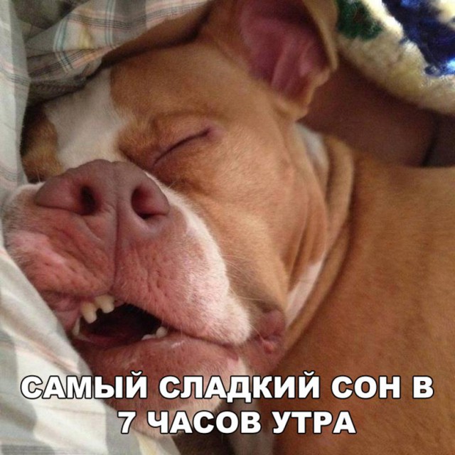 Милые животные. Мимиметр сломался