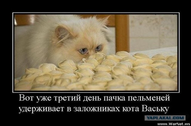 Десантный котовторник