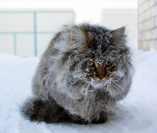 Сонный Котовторник