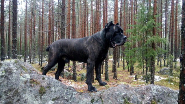 Живность из сети