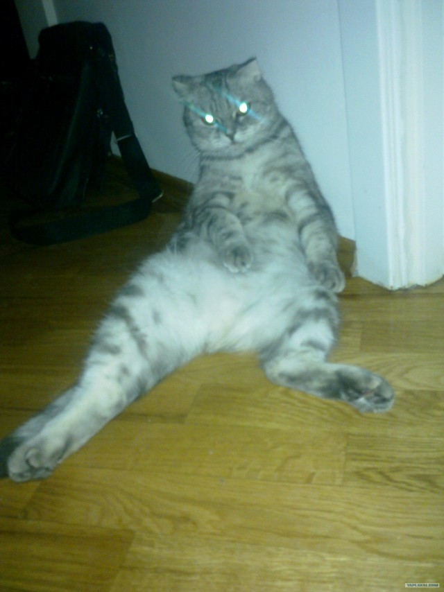 Котовторник так котовторник!