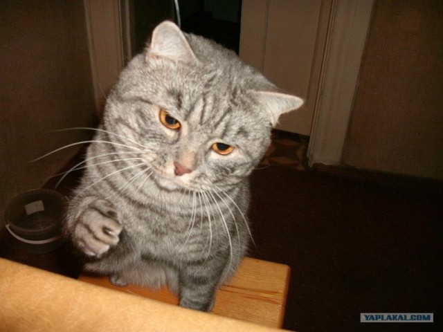 Котовторник 27.12.11