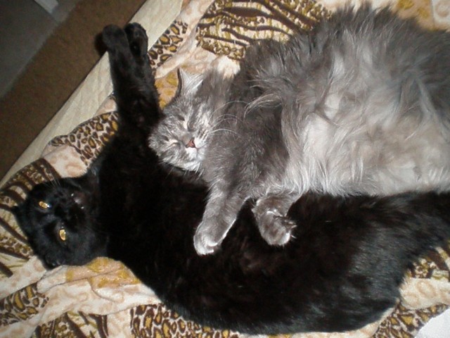 Котовторник (10.01.2012)