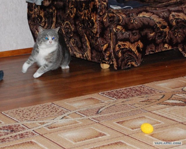 Котовторник (24. 01. 2012 )