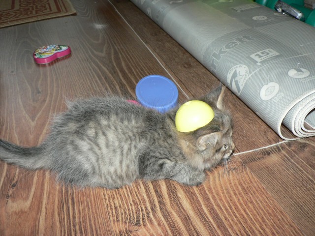 Котовторник (14.02.2012)