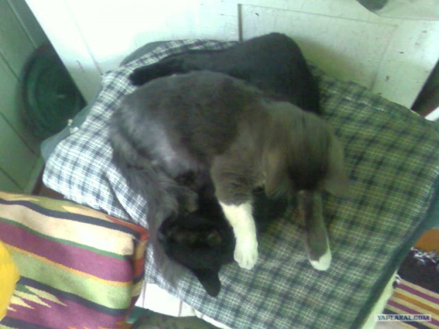Котовторник! 13.03.2012