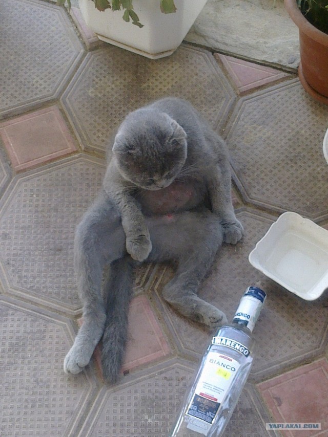 Котовторник 22.05.2012