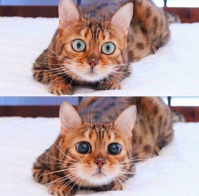 Прикольных котов пост