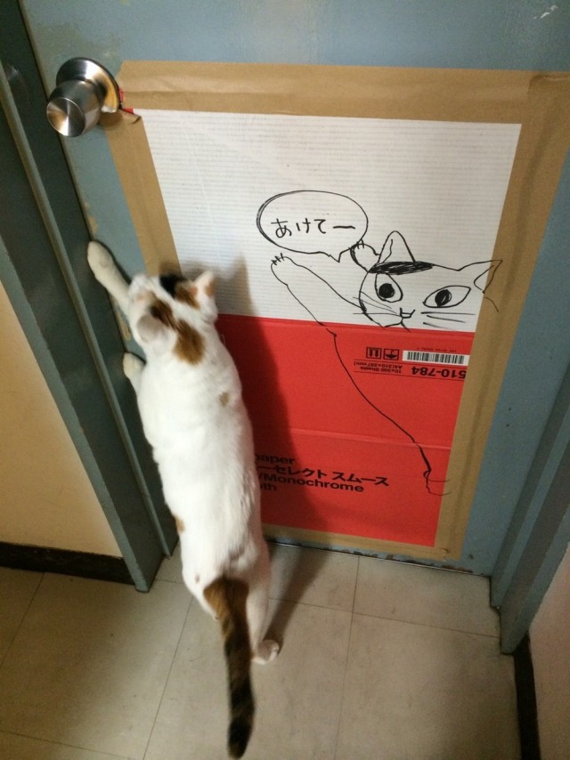 Прикольных котов пост