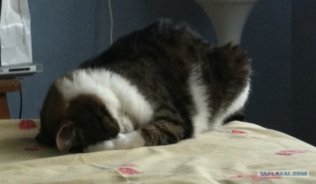 Котовторник 07.08.2012