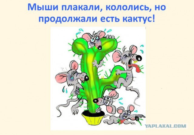 Помогите нам! Крым – ваш, чей Орск?