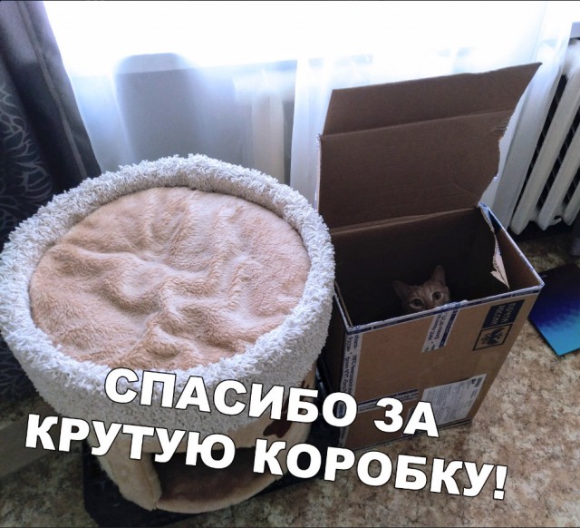 Забавные фото котеек