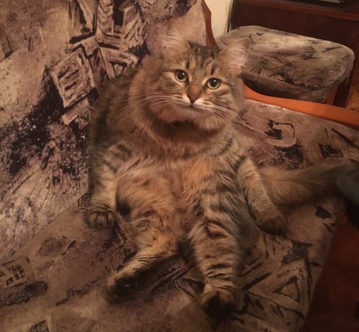 S-котство