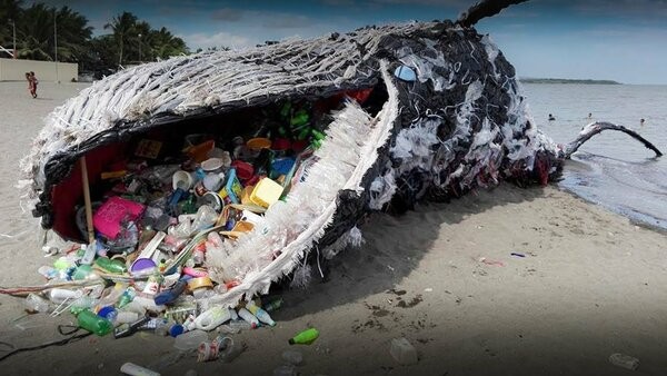 Экологическая катастрофа: Животы большинства китов забиты пластиком