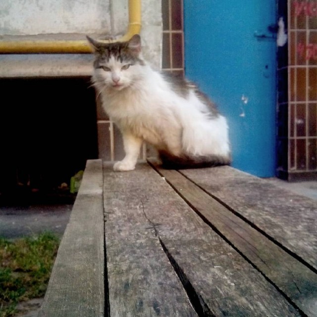 Начнем котоФторник?