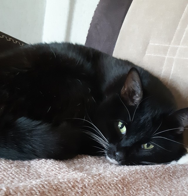 Давайте по котикам, которые с нами на самоизоляции