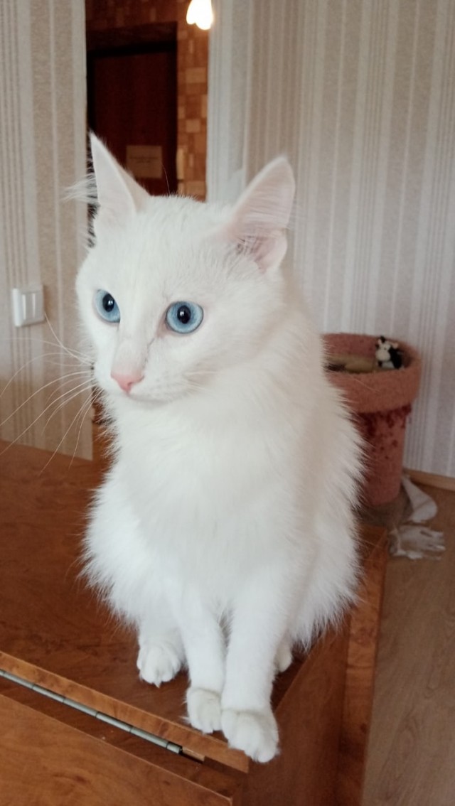 Эти забавные животные
