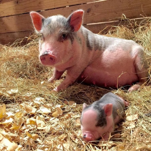 Чуток картинок не про вирус  18.0.  Животные