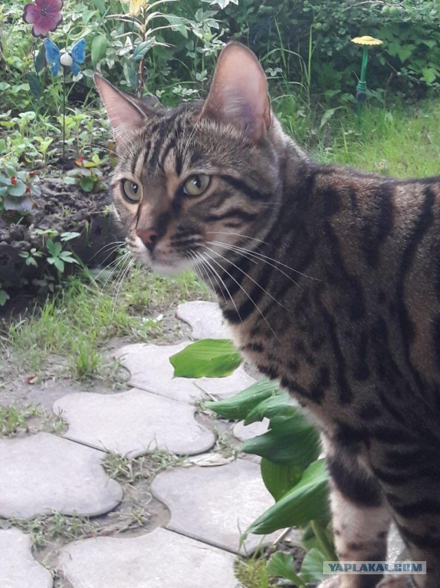 Котовторник 13.10.2020