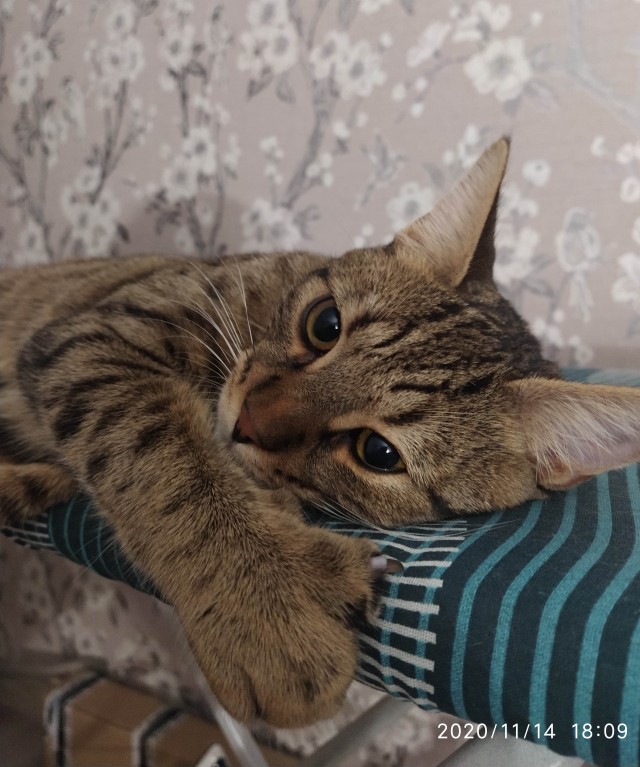 Котовторник 17.11.20