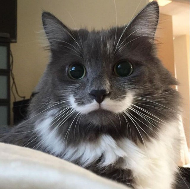 К - Котогеничность
