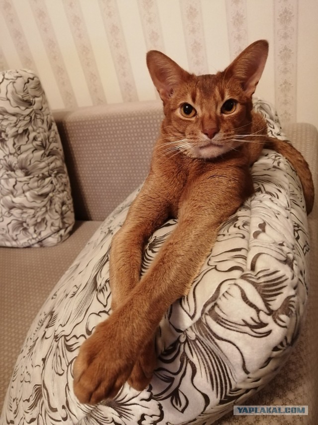 Последний котовторник 2020 года