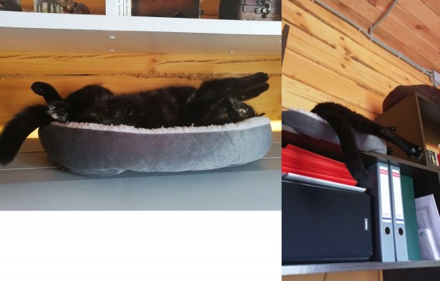 Коты их видят...