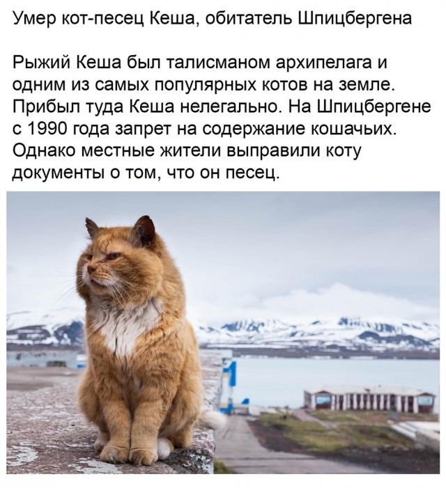 Картинки и мемы для настроения 016