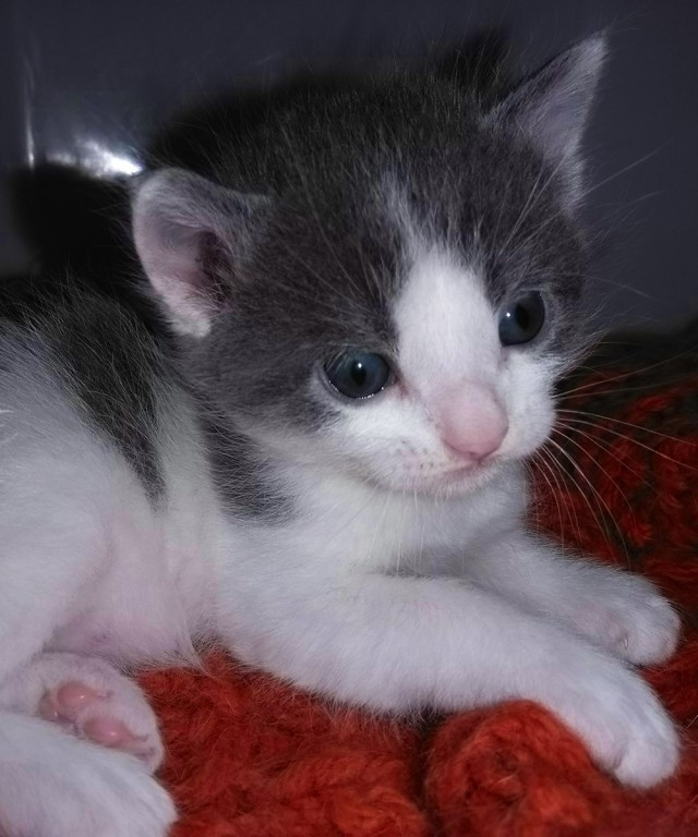 Котовторник же!