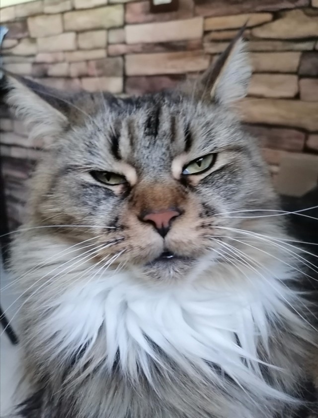 Сатана, а не кот