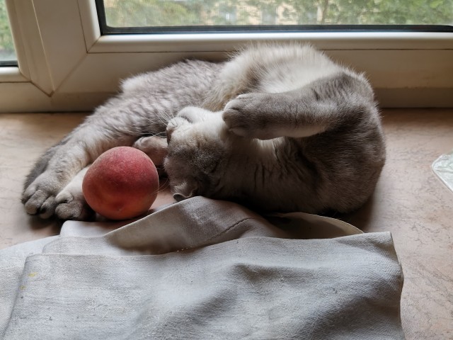 Хоба! Котовторник!