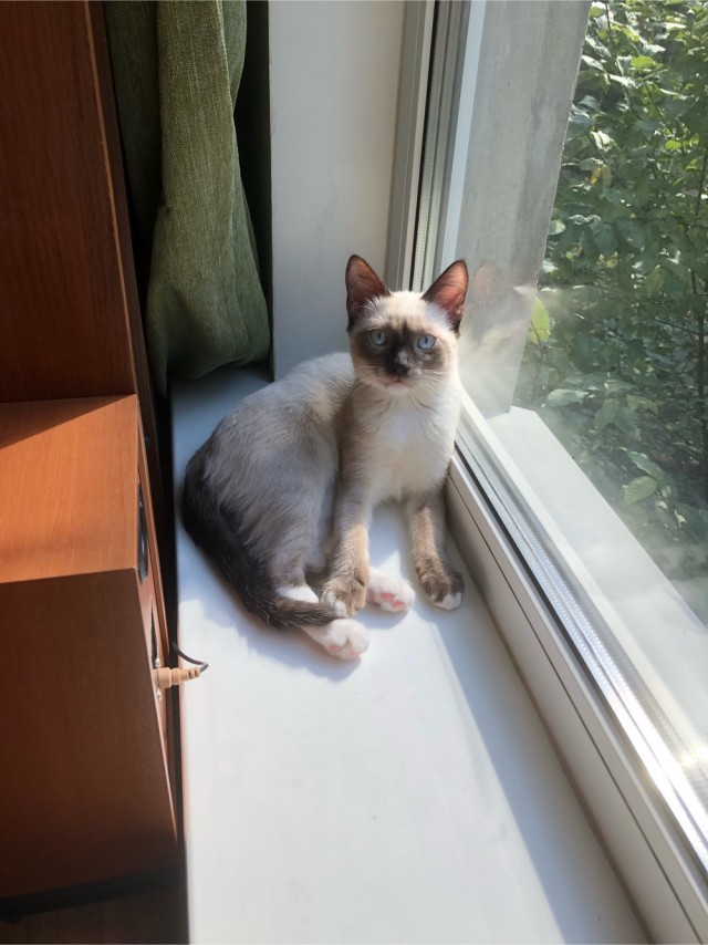 Всемирный день кошек