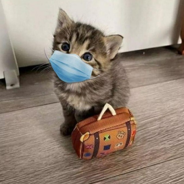 Личинка котэ