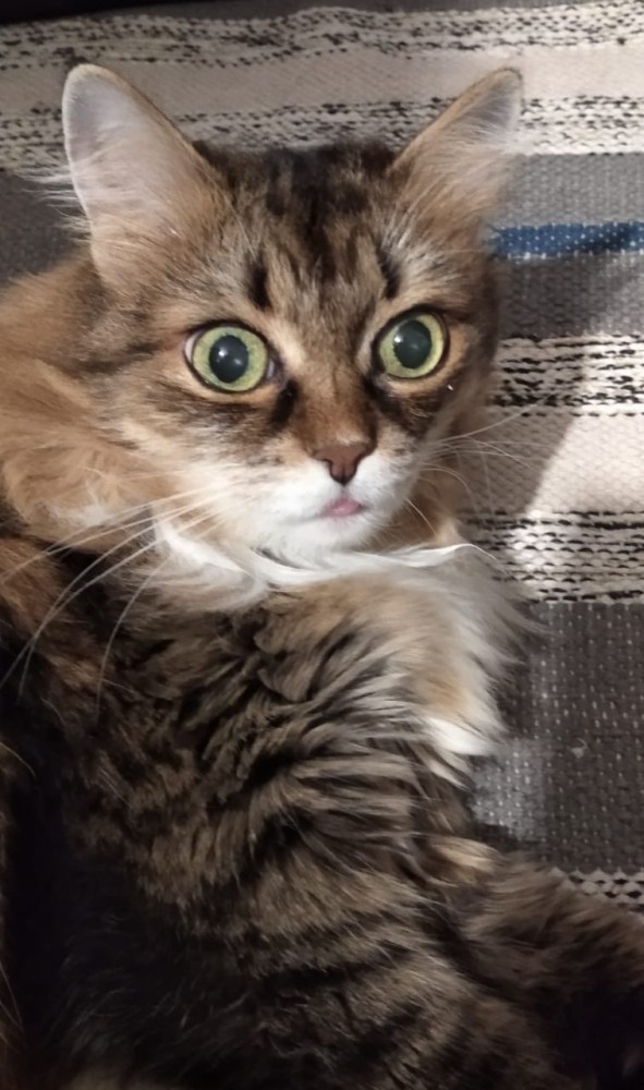 Котовторник. Февраль