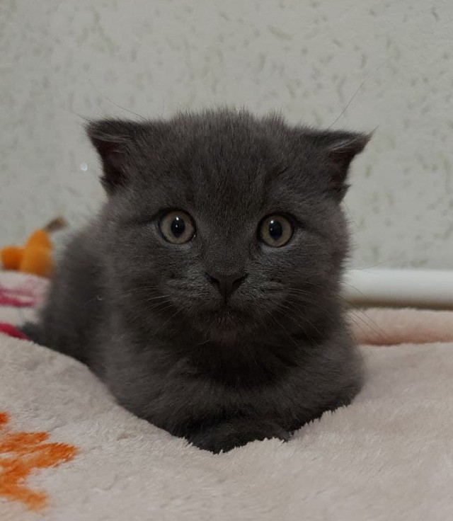 Котовторник. Февраль