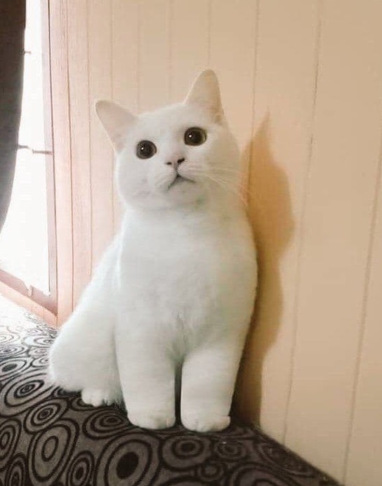 А я настоящий?