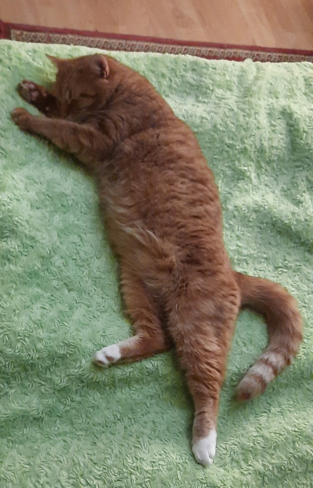МИРУ - МИР ! Котикам - котовторник !