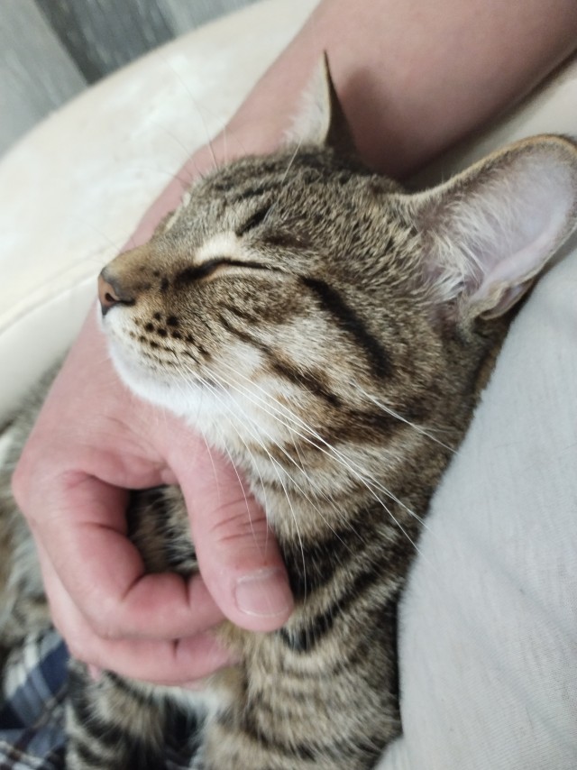 Долой политику, ура котикам!