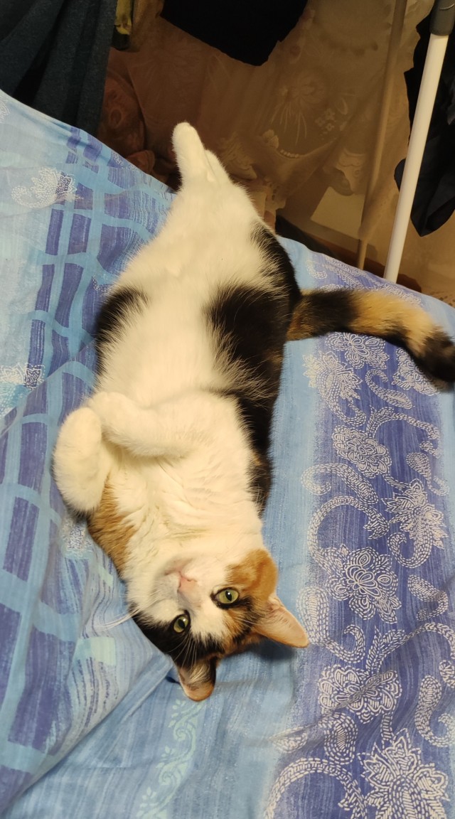 А что это мы котовторник не начинаем? Время пришло!