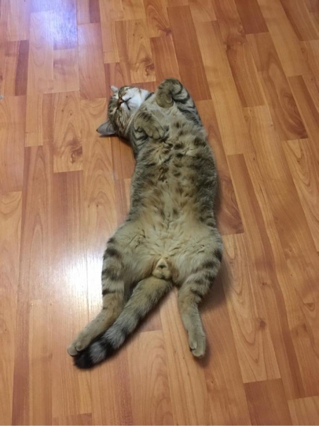 Ну, поехали в котоввторник!