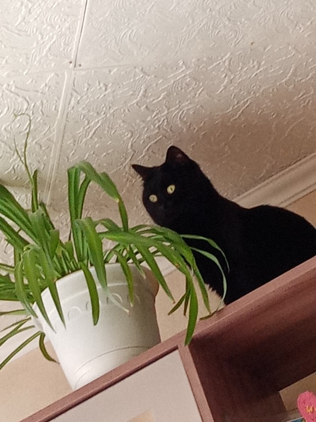 Котовторнику быть