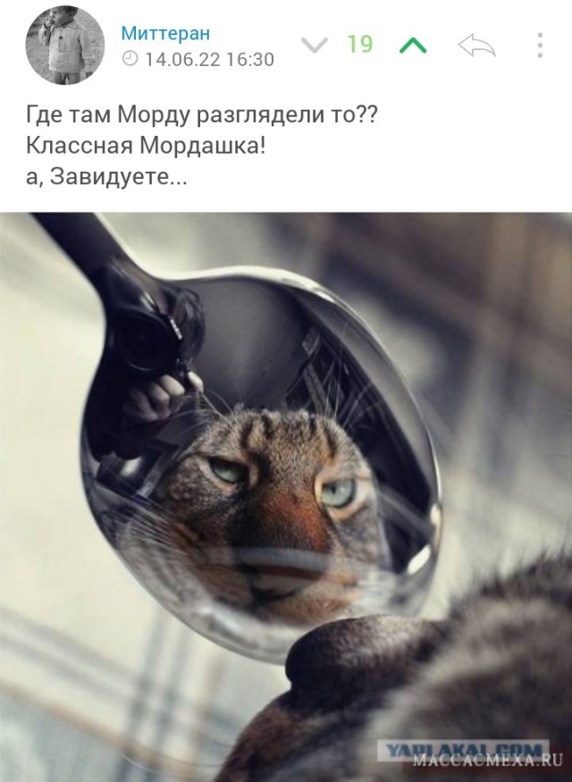 Мордатость