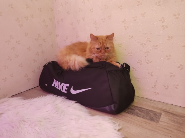 Ура! Котовторник.