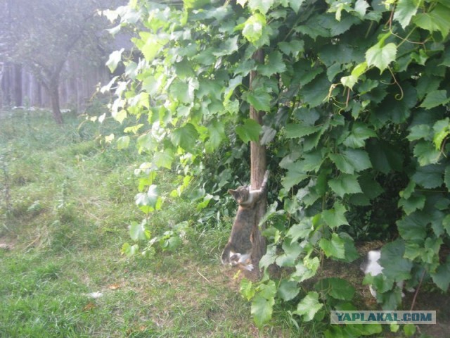 Жизнь домашнего приюта для котеек 413
