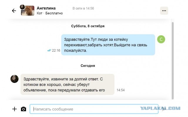 Очень грустный кот!