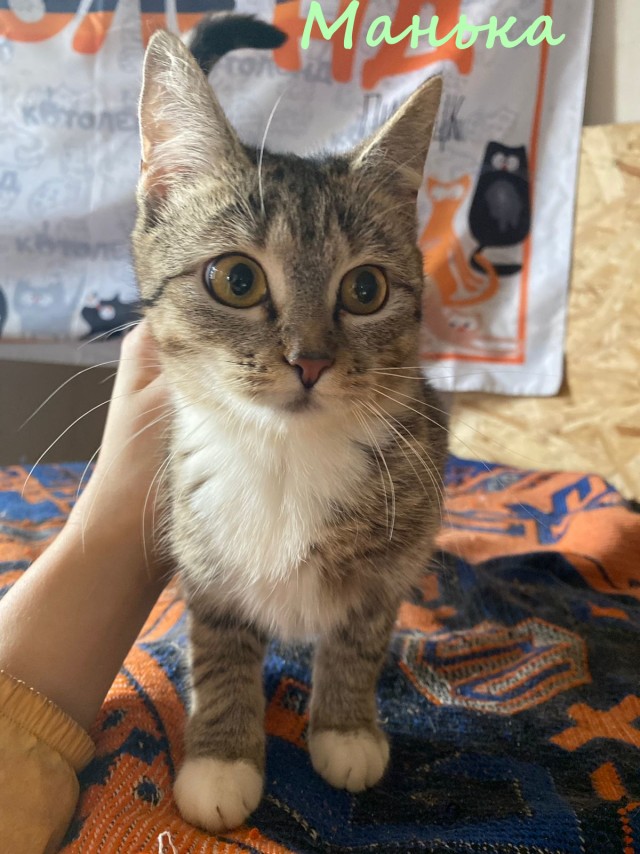 Жизнь домашнего приюта "Котоленд" 376